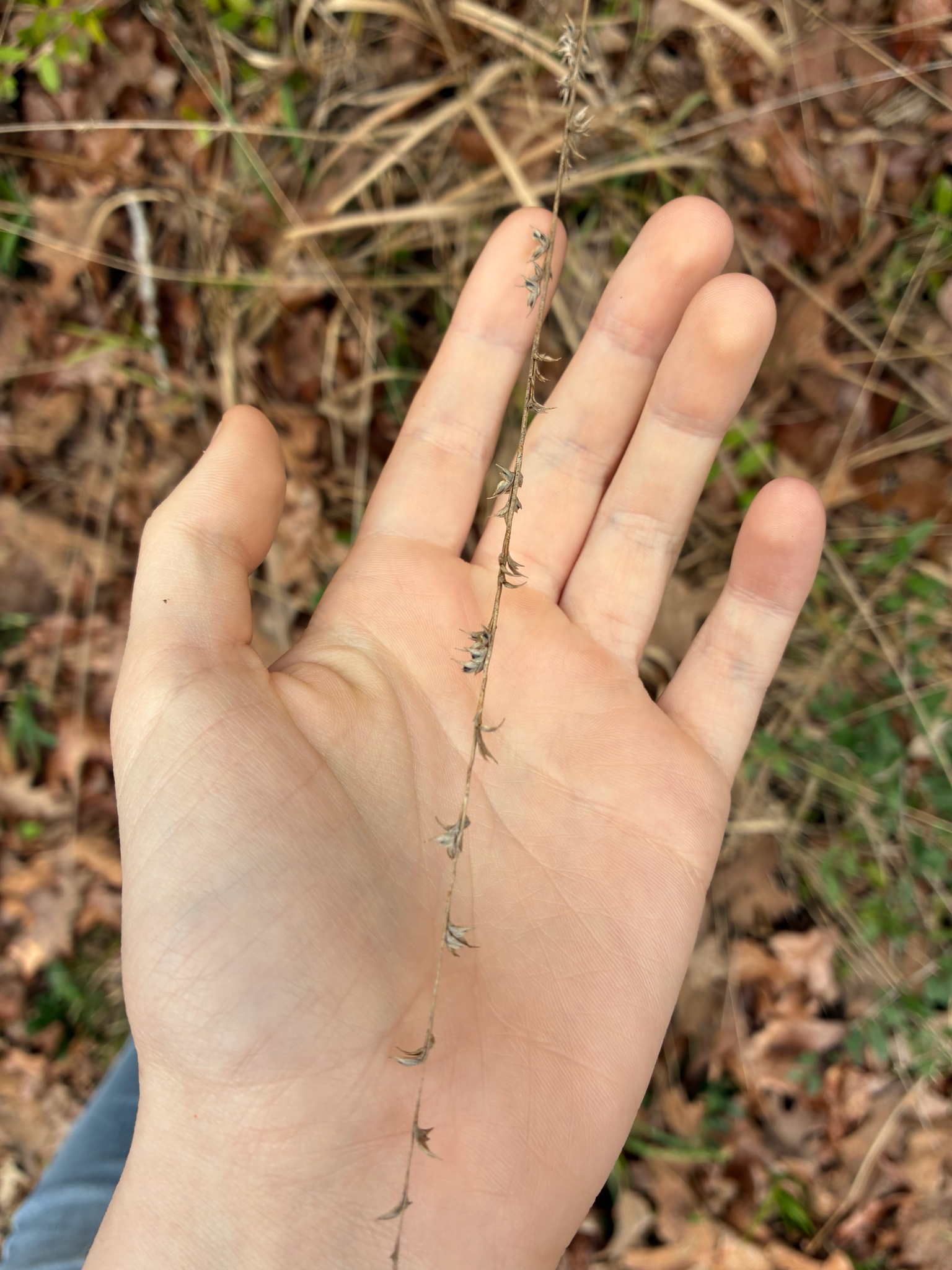 Longleaf Woodoats (Chasmanthium sessiliflorum)