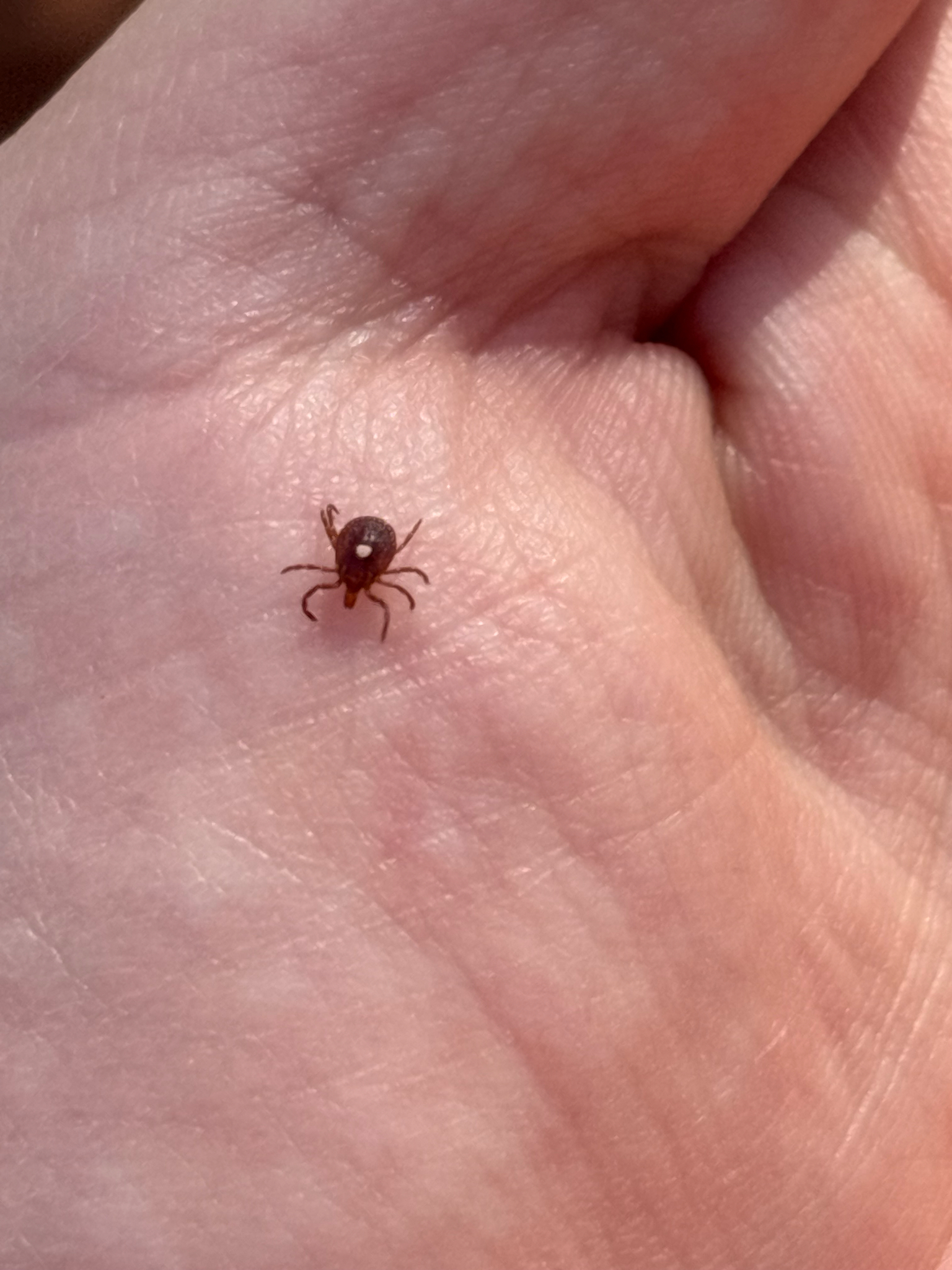 Amblyomma americanum Linnaeus, 1758