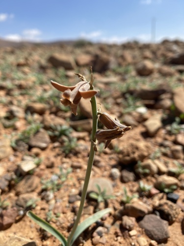 Dipcadi serotinum fulvum