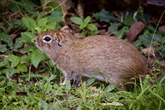 Spix's Yellow-Toothed Cavy photo 2