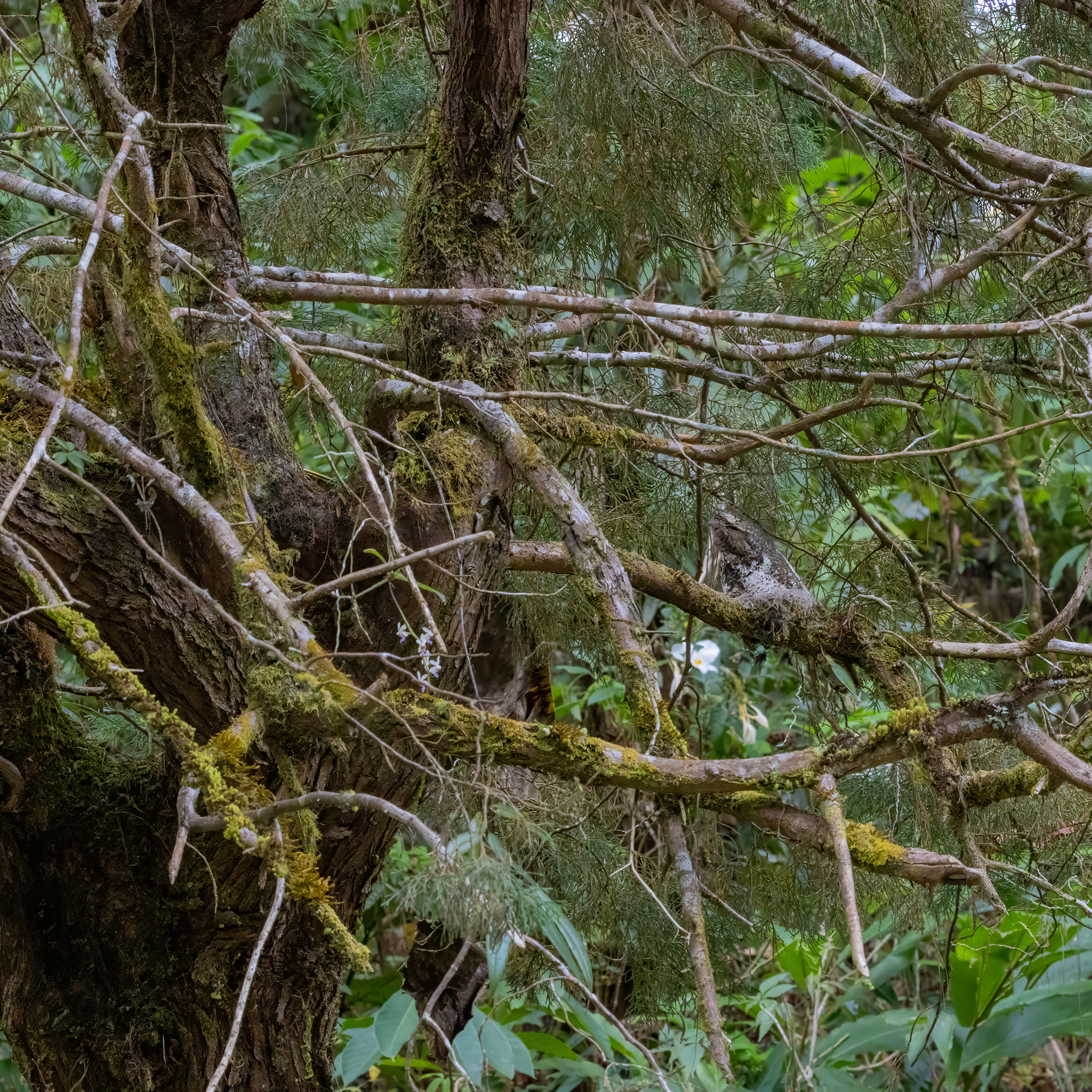 Hodgson's Frogmouth (Batrachostomus hodgsoni), photo 2