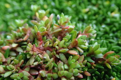 Crassula moschata