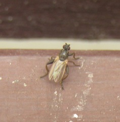 Sphaerocera curvipes