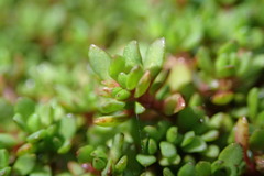 Crassula moschata