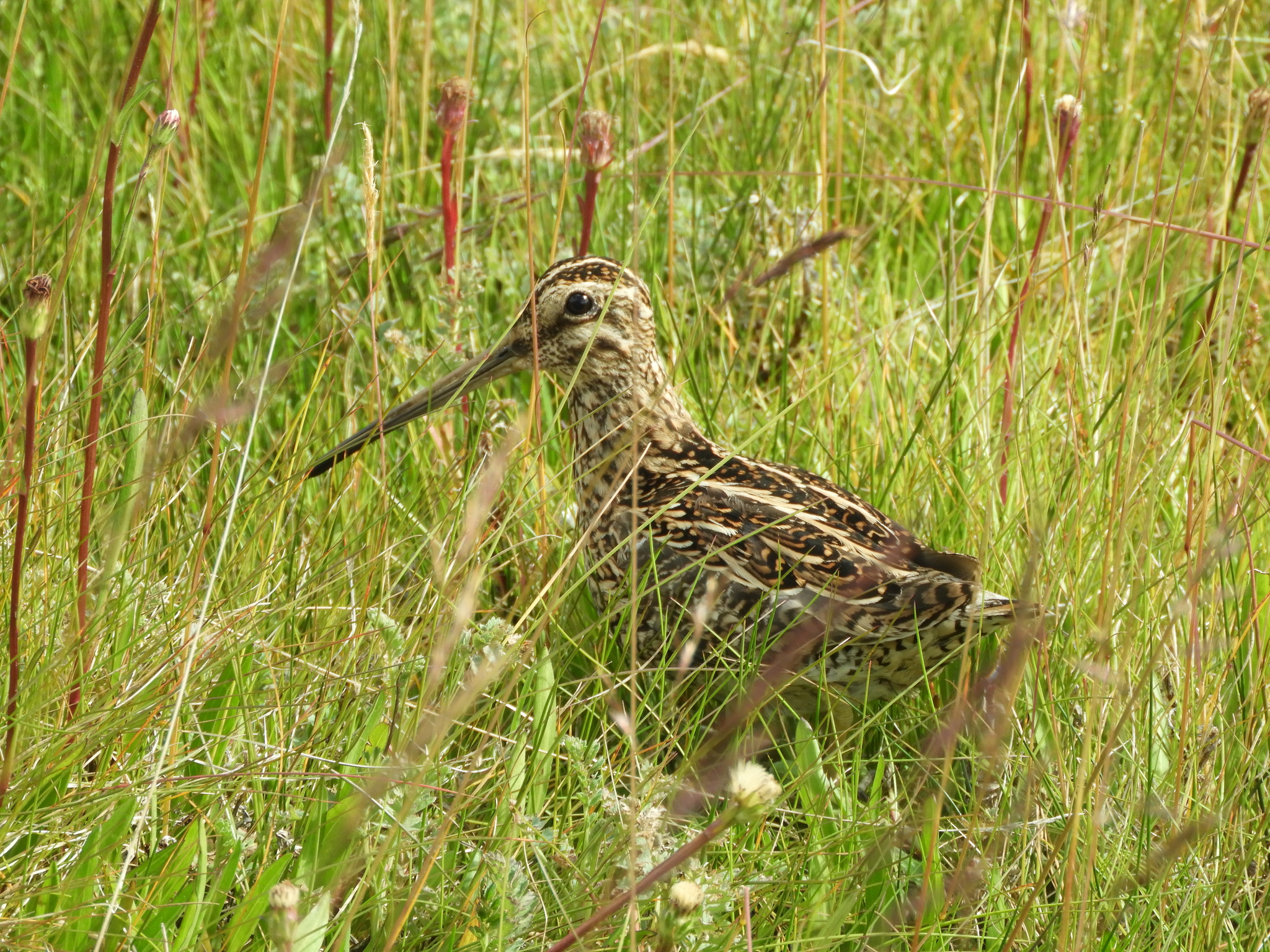 Magellanic Snipe (Gallinago magellanica), photo 5