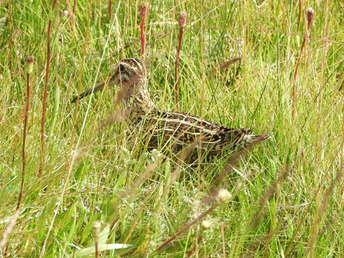 Magellanic Snipe (Gallinago magellanica), photo 10