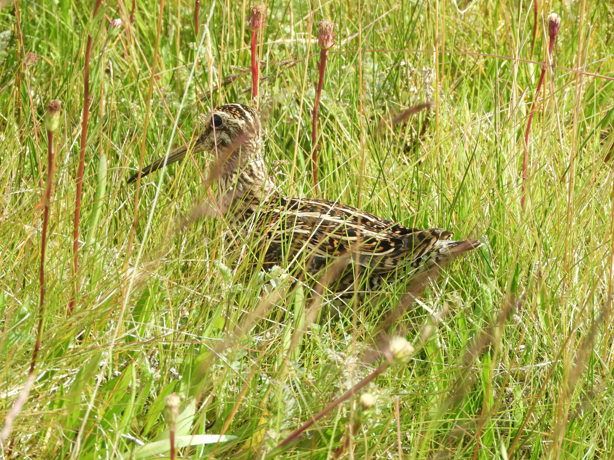 Magellanic Snipe (Gallinago magellanica), photo 4