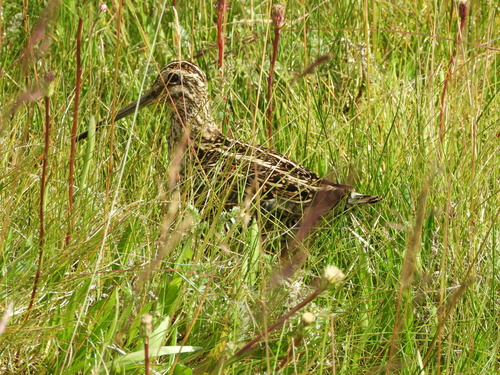 Magellanic Snipe (Gallinago magellanica), photo 9