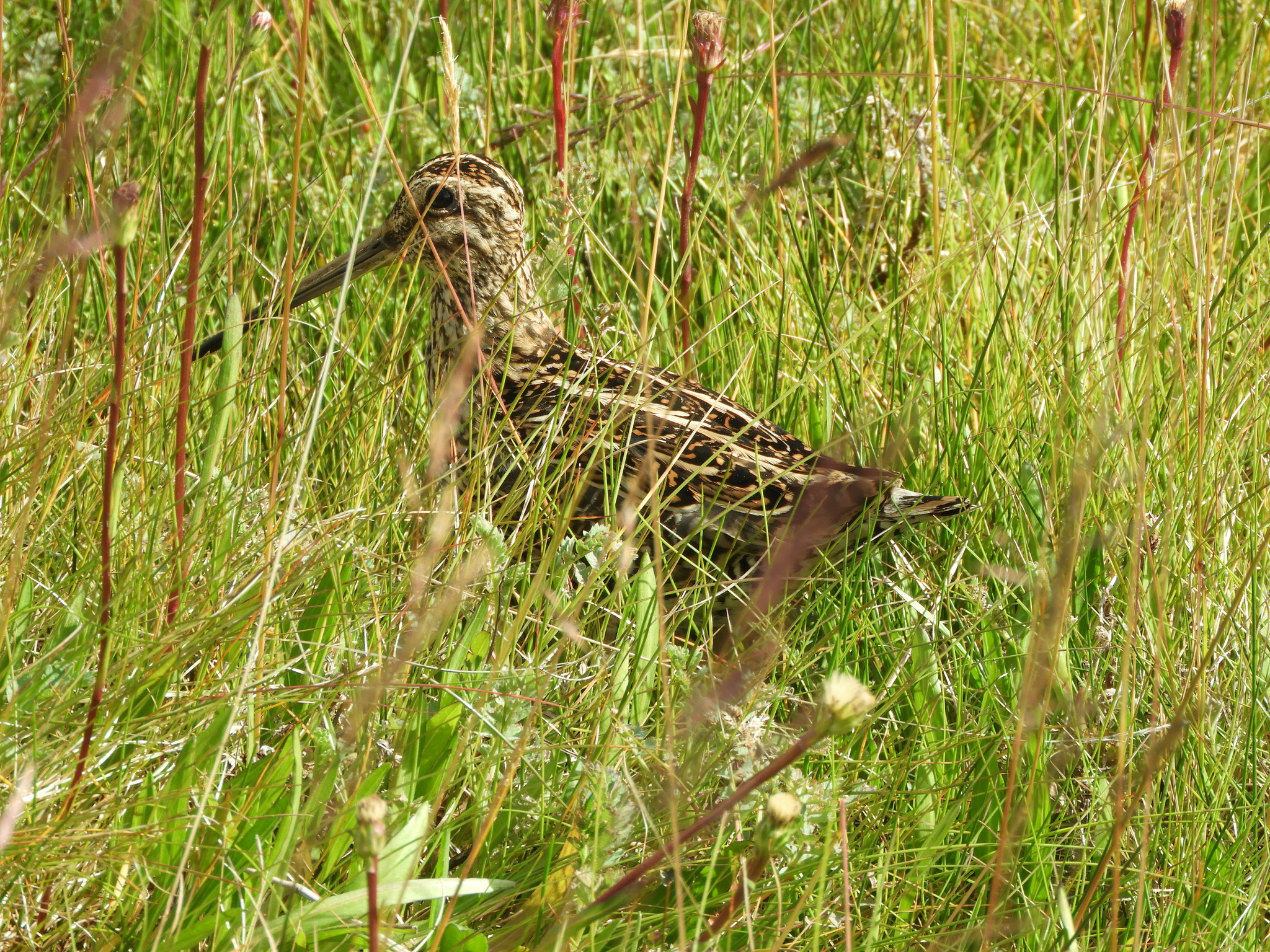 Magellanic Snipe (Gallinago magellanica), photo 3