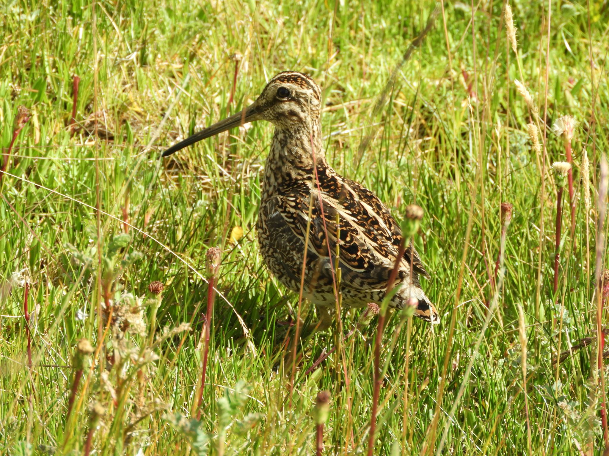 Magellanic Snipe (Gallinago magellanica), photo 2