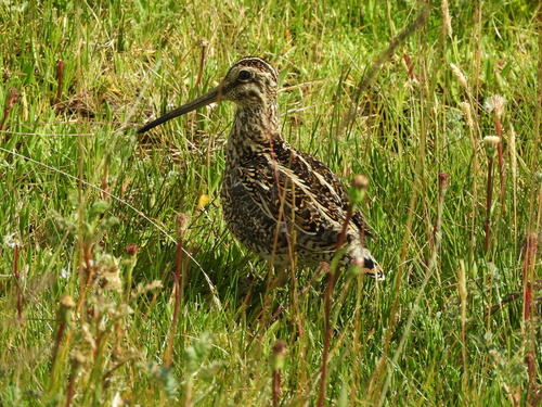 Magellanic Snipe (Gallinago magellanica)