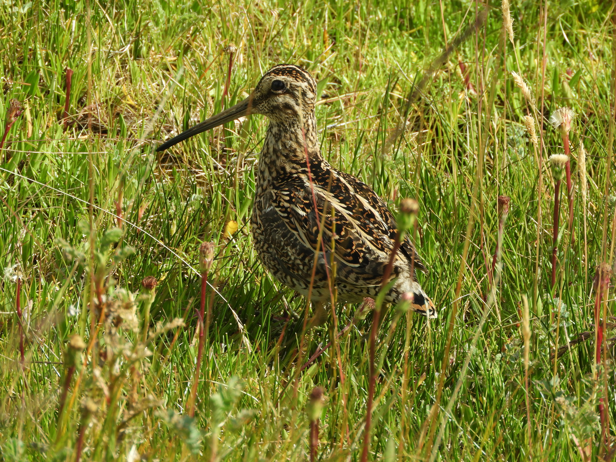 Magellanic Snipe (Gallinago magellanica), photo 1