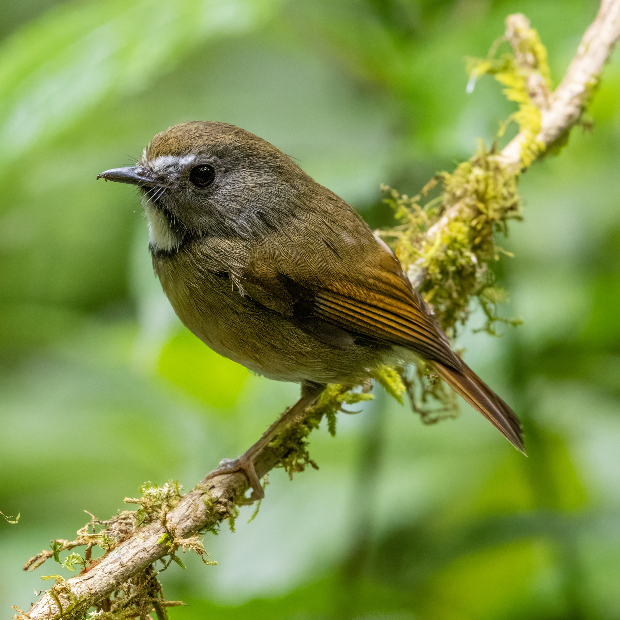 White-gorgeted Flycatcher (Anthipes monileger), photo 2