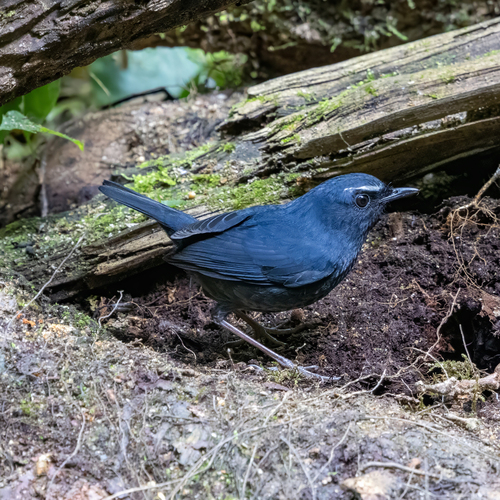 Himalayan Shortwing (Brachypteryx cruralis), photo 3