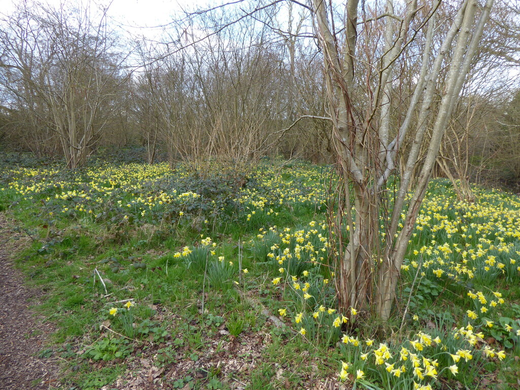 Daffodil flowers in bloom