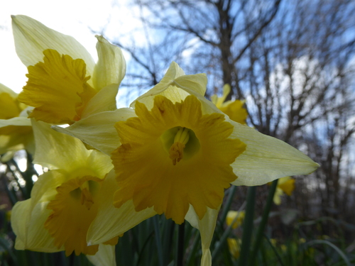 Narcissus pseudonarcissus