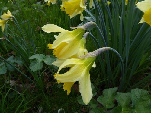 Narcissus pseudonarcissus