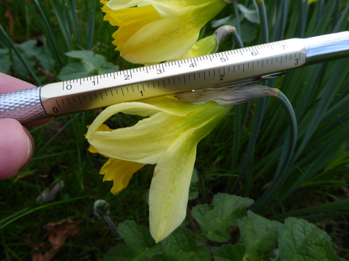 Narcissus pseudonarcissus