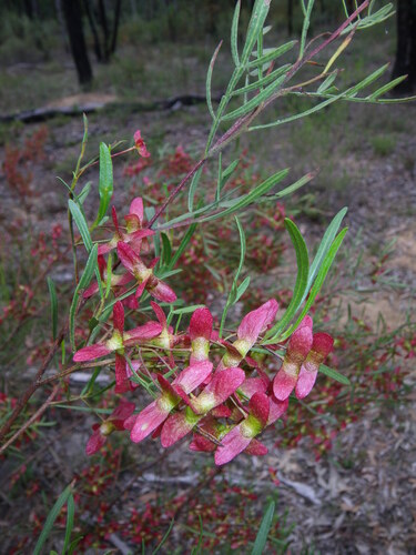 maple-fruited hop-bush (Dodonaea heteromorpha)