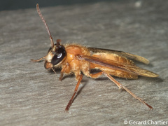 Provespa barthelemyi