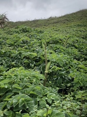 Angelica hirsutiflora