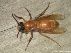 Provespa barthelemyi