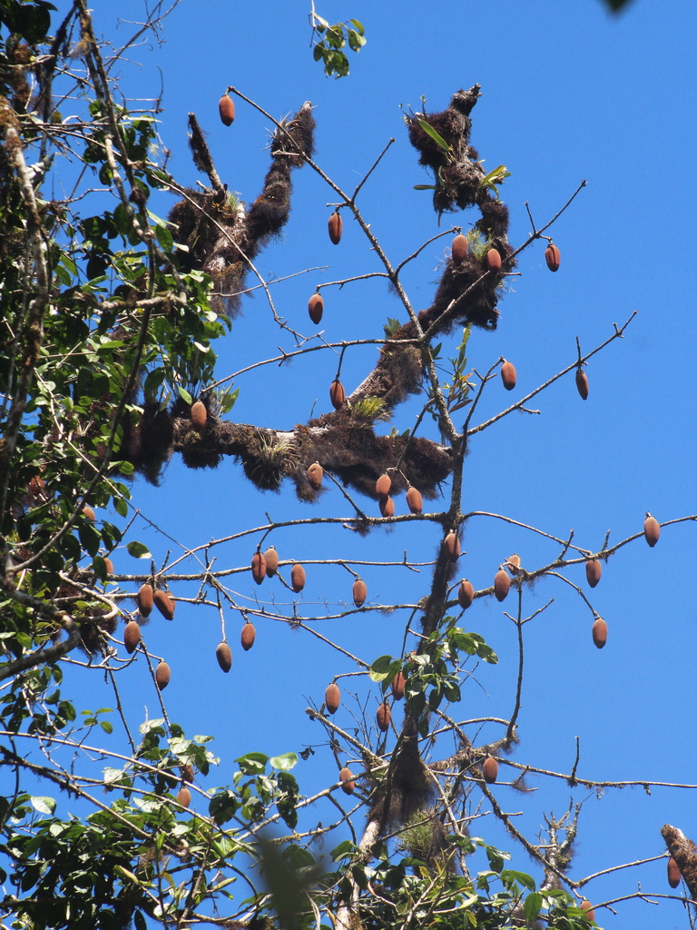Chorisia rosea Seem.