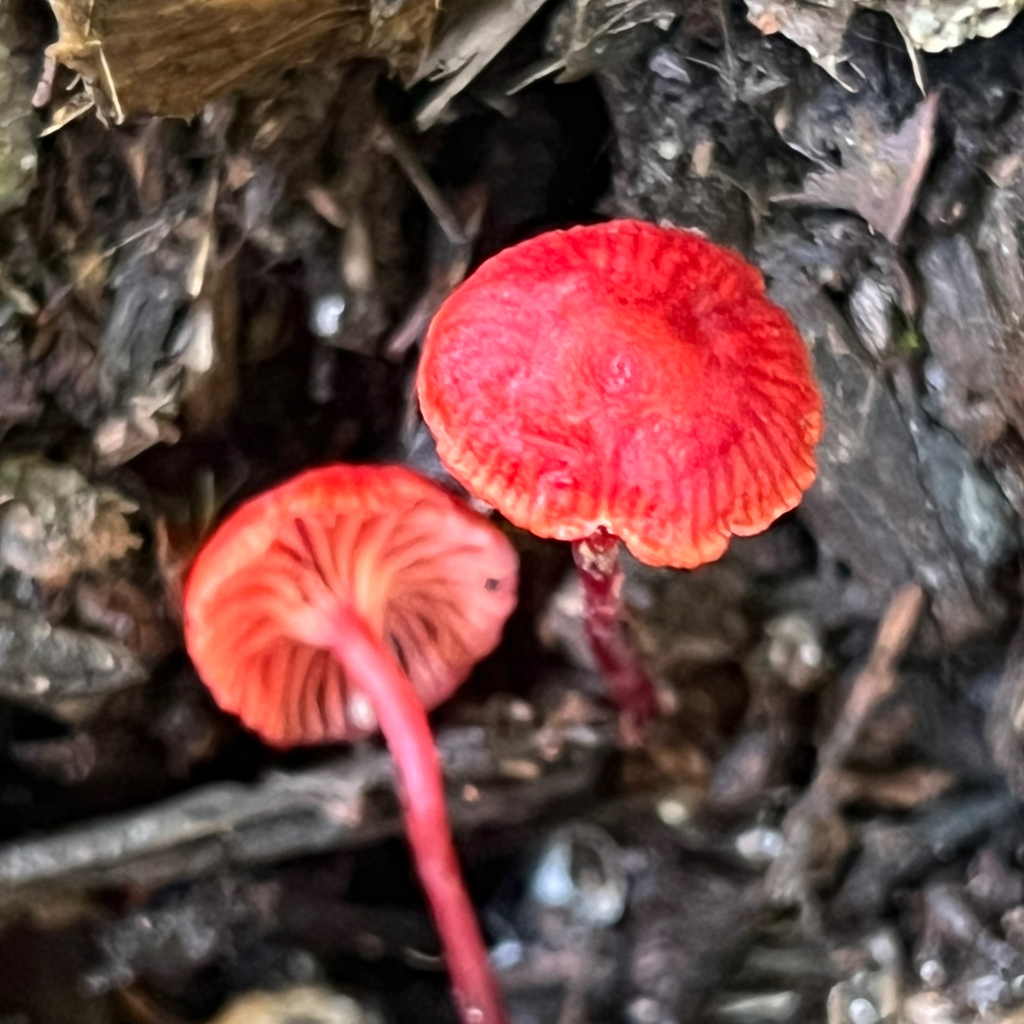 Cruentomycena viscidocruenta · March 2026 · photo: © douch (iNaturalist, cc-by-sa)