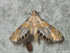 Nymphicula
