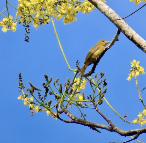 Brazilian Firetree (Schizolobium parahyba)