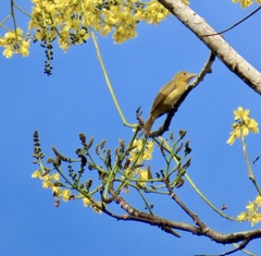 Brasilianischer Feuerbaum (Schizolobium parahyba)