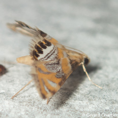 Nymphicula