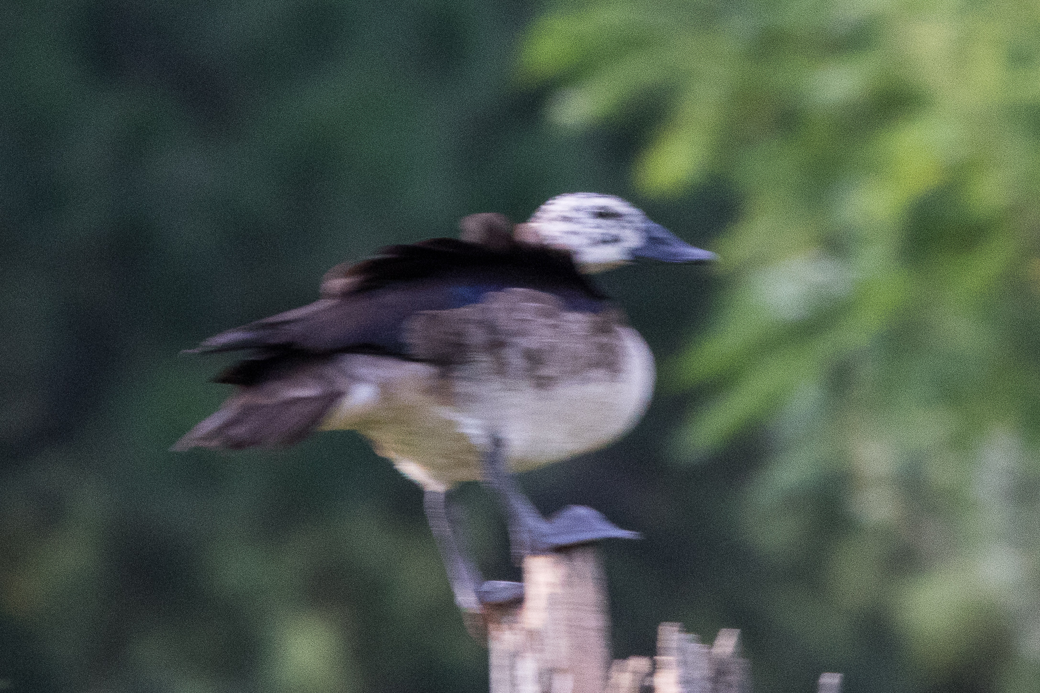 Comb Duck (Sarkidiornis sylvicola), photo 7
