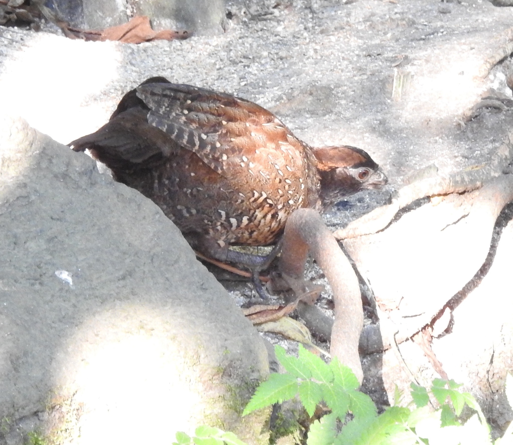 Black-fronted Wood Quail (Odontophorus atrifrons), photo 10