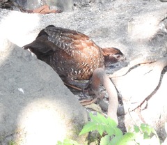 Odontophorus atrifrons