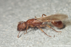 Paratopula macta