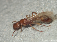 Paratopula macta