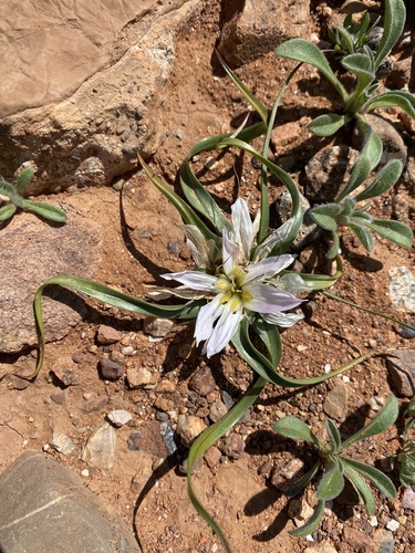 Colchicum gramineum