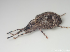Cyphicerini