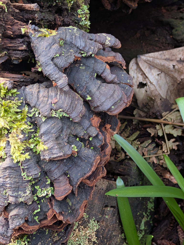 Hymenochaete rubiginosa · March 2026 · photo: © pilmar (iNaturalist, cc0)