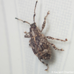 Cyphicerini