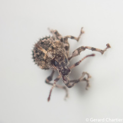 Cyphicerini