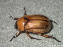 Anomala pallida