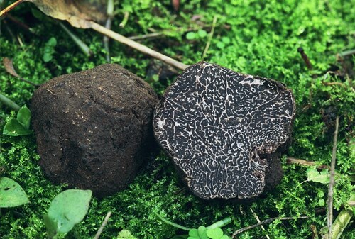 Périgord black truffle