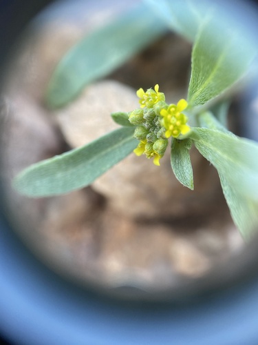 Notoceras bicorne