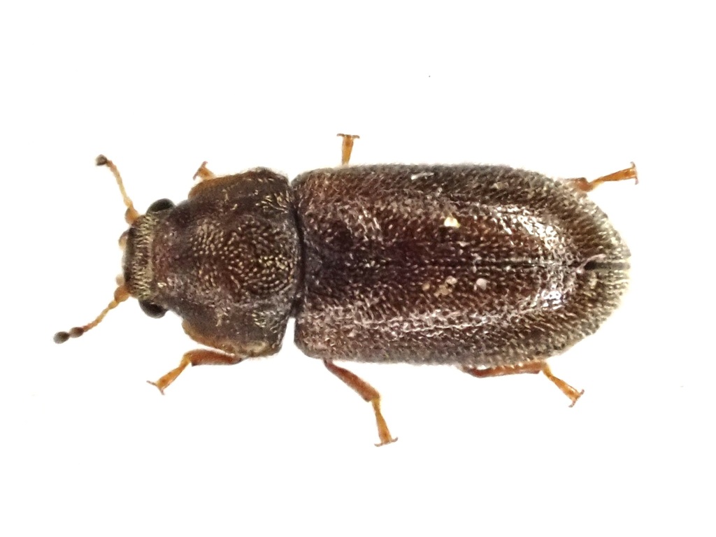 Cis villosulus