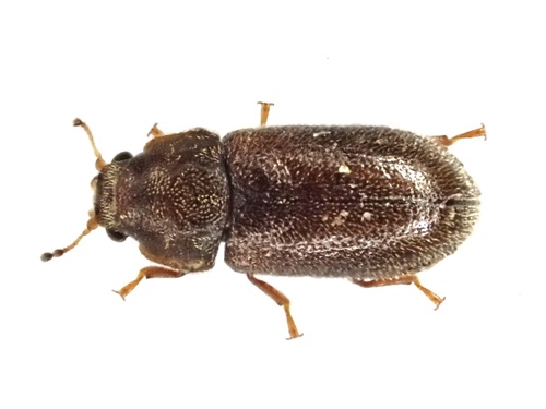 Cis villosulus