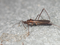 Saicinae