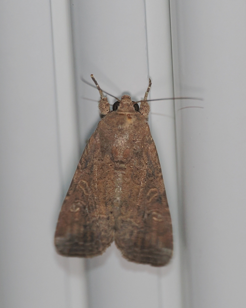 Fall Armyworm Moth from (west) Boynton Beach, FL, USA on March 9, 2026 ...