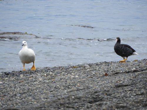 Kelp Goose (Chloephaga hybrida), photo 7